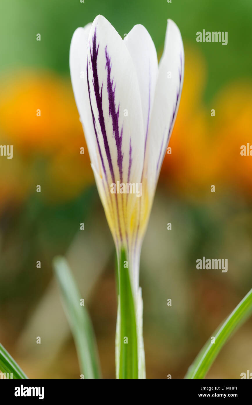 Crocus versicolor 'Picturatus' Febbraio Foto Stock