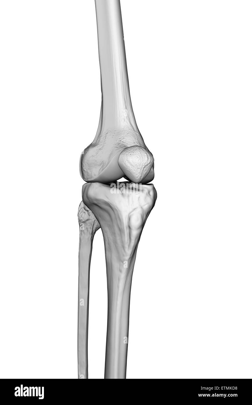 Stilizzata illustrazione che mostra il giunto del ginocchio. Foto Stock