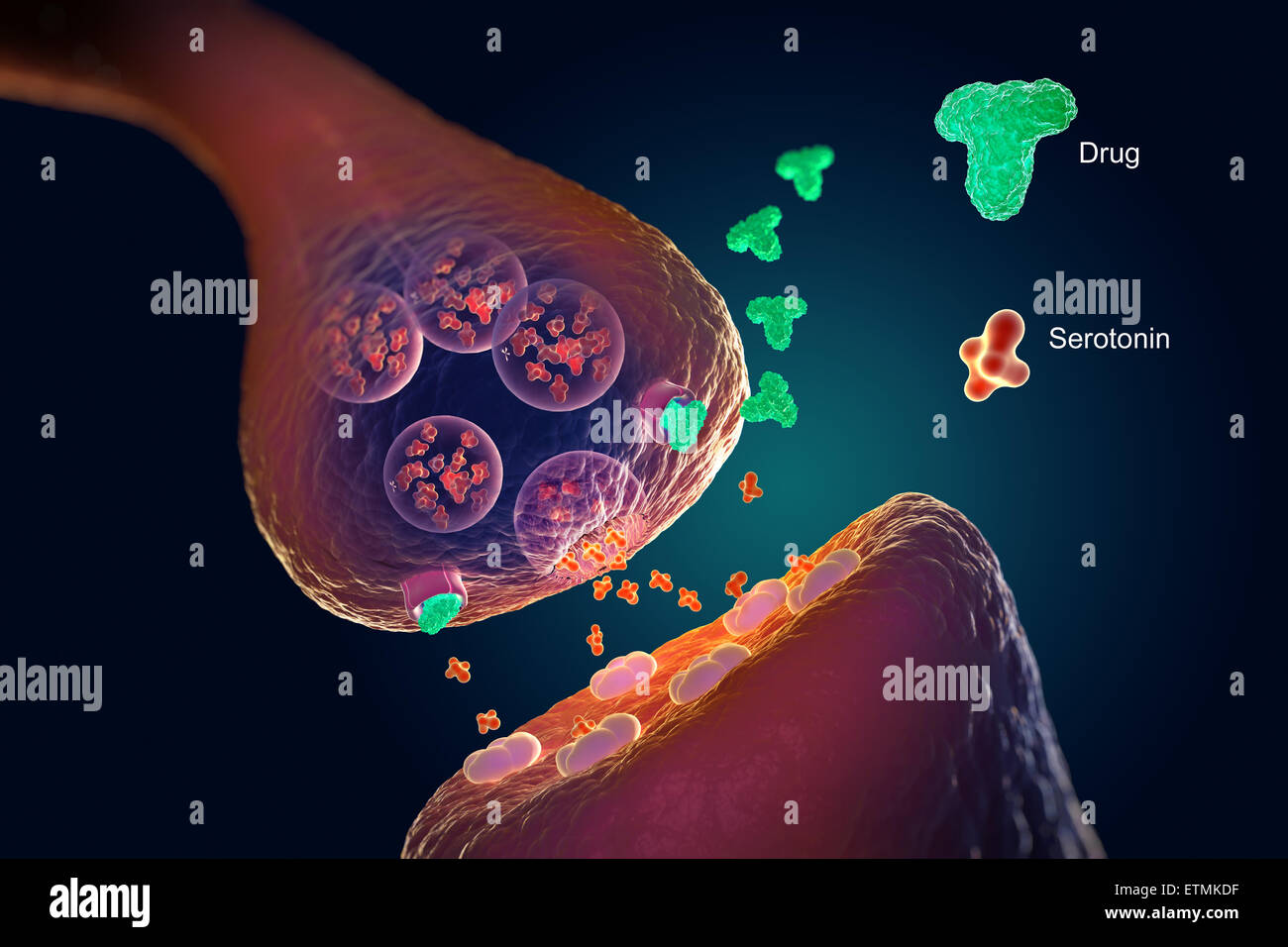 Biomedical illustrazione che mostra la meccanica dei farmaci serotoninergici Foto Stock