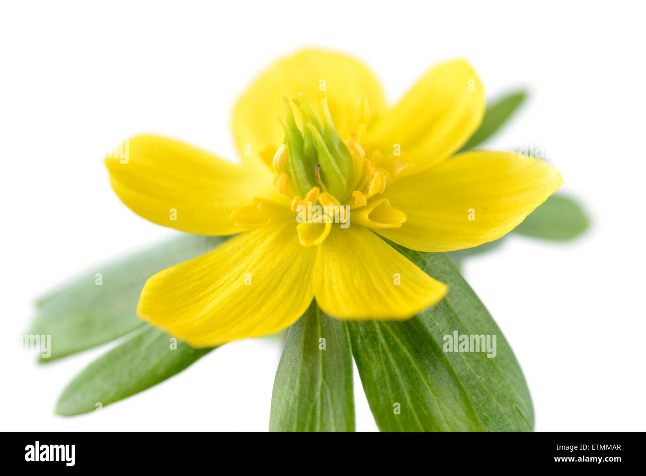 Eranthis hyemalis AGM Inverno aconitum Febbraio Foto Stock