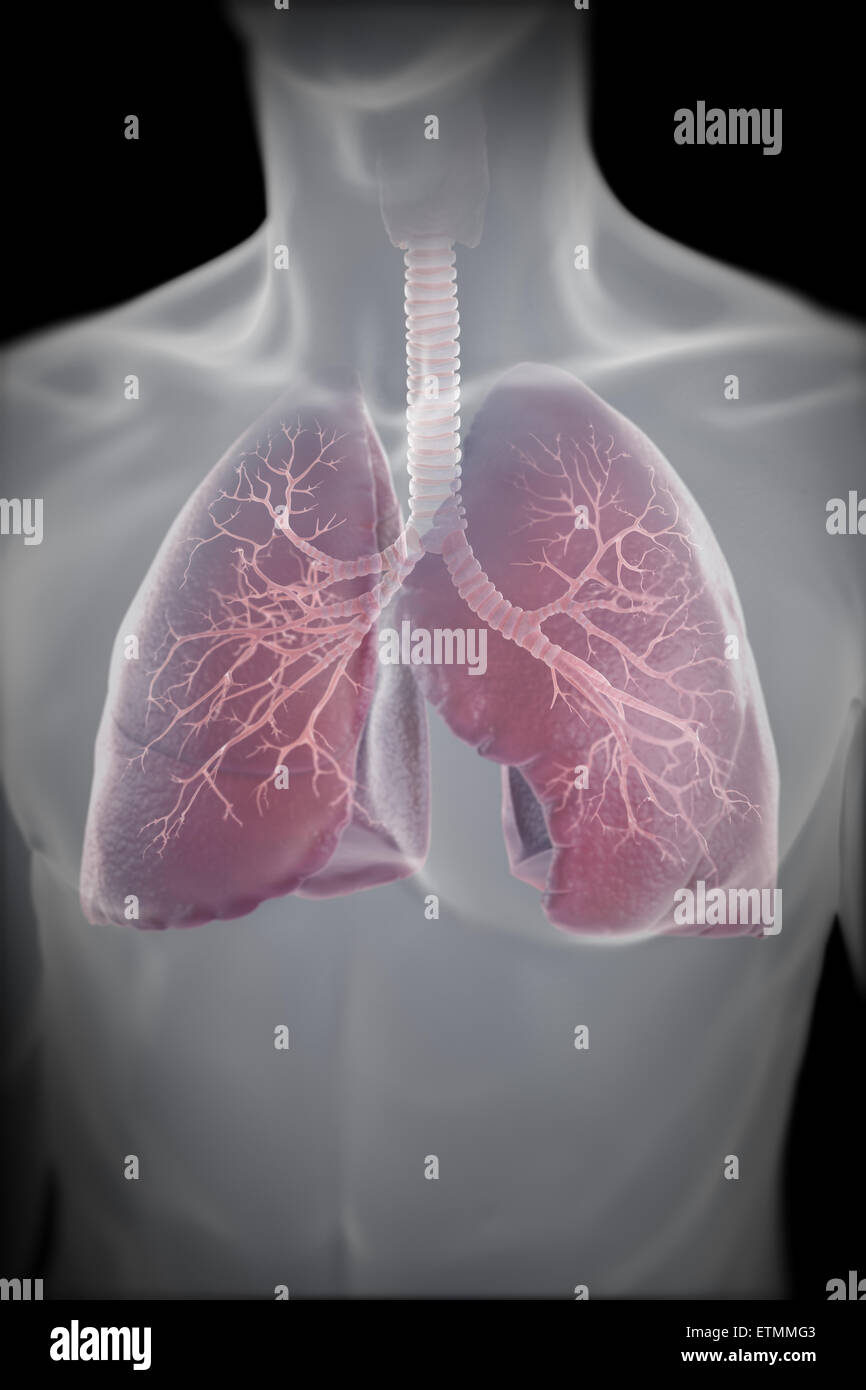 Illustrazione che mostra i polmoni entro il torace. Foto Stock