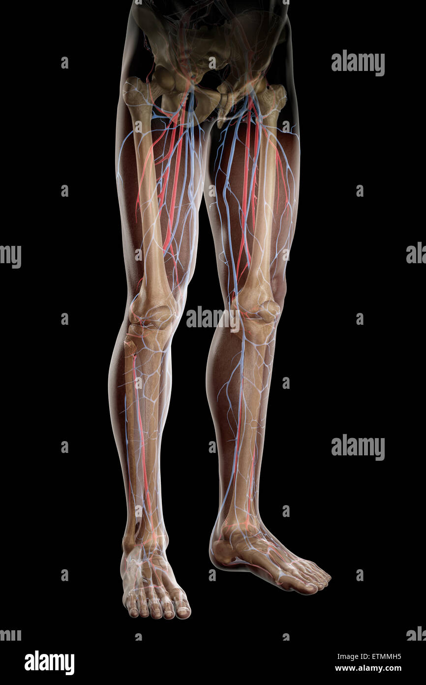 Illustrazione della alimentazione di sangue e struttura scheletrica delle gambe, visibile attraverso la pelle. Foto Stock