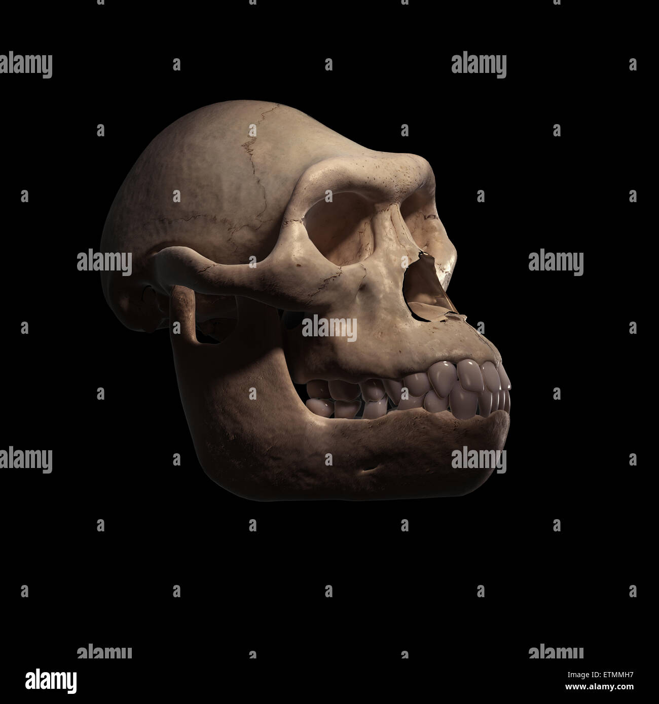 Illustrazione di un cranio Australopithecus. Australopithecus è un genere estinto di ominidi e inizio antenato di Homo Sapiens. Foto Stock