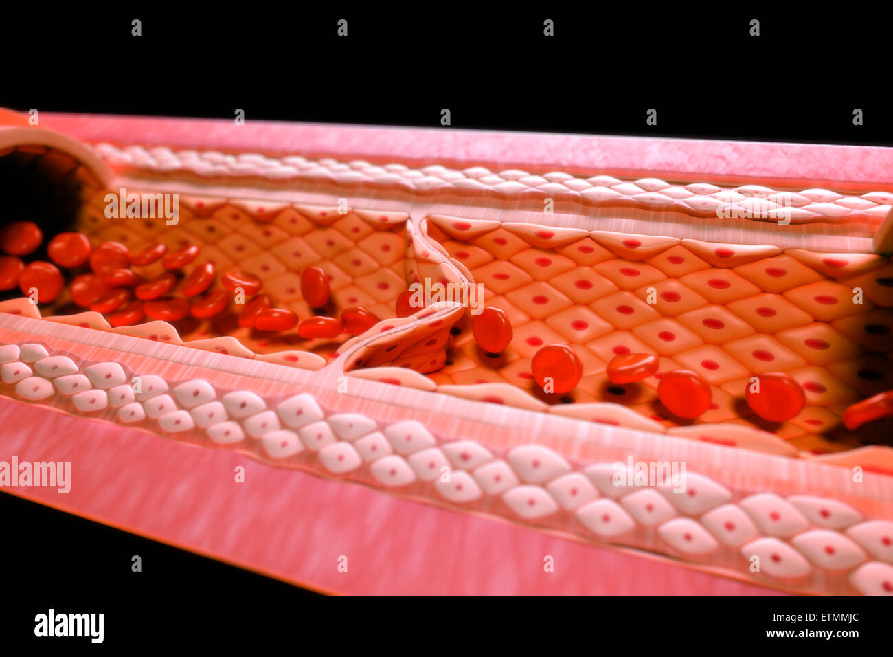 Illustrazione che mostra una vena con una sezione ritagliata per rivelare l'anatomia interna, comprese le valvole e il flusso di sangue. Foto Stock