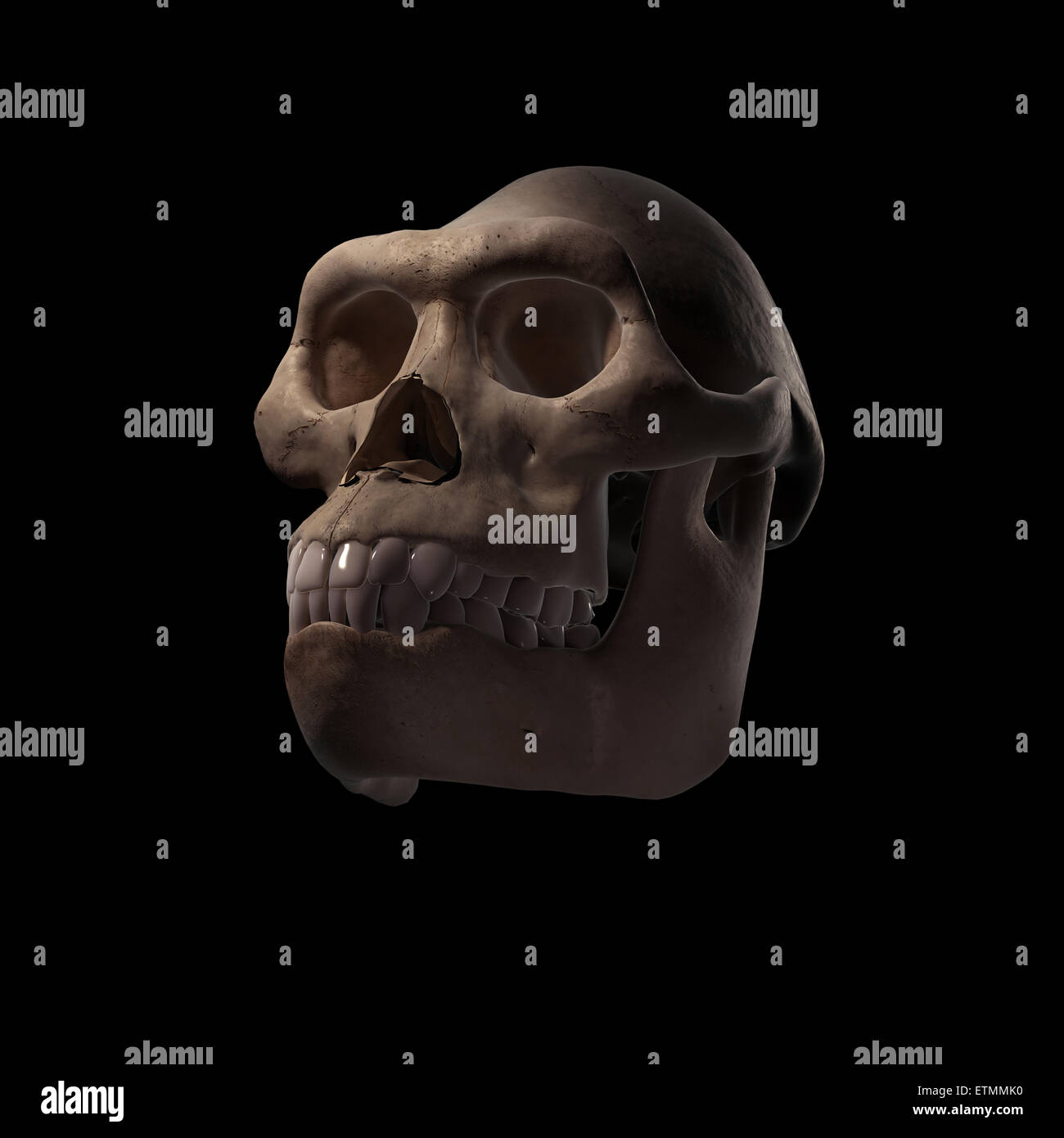 Illustrazione di un cranio Australopithecus. Australopithecus è un genere estinto di ominidi e inizio antenato di Homo Sapiens. Foto Stock