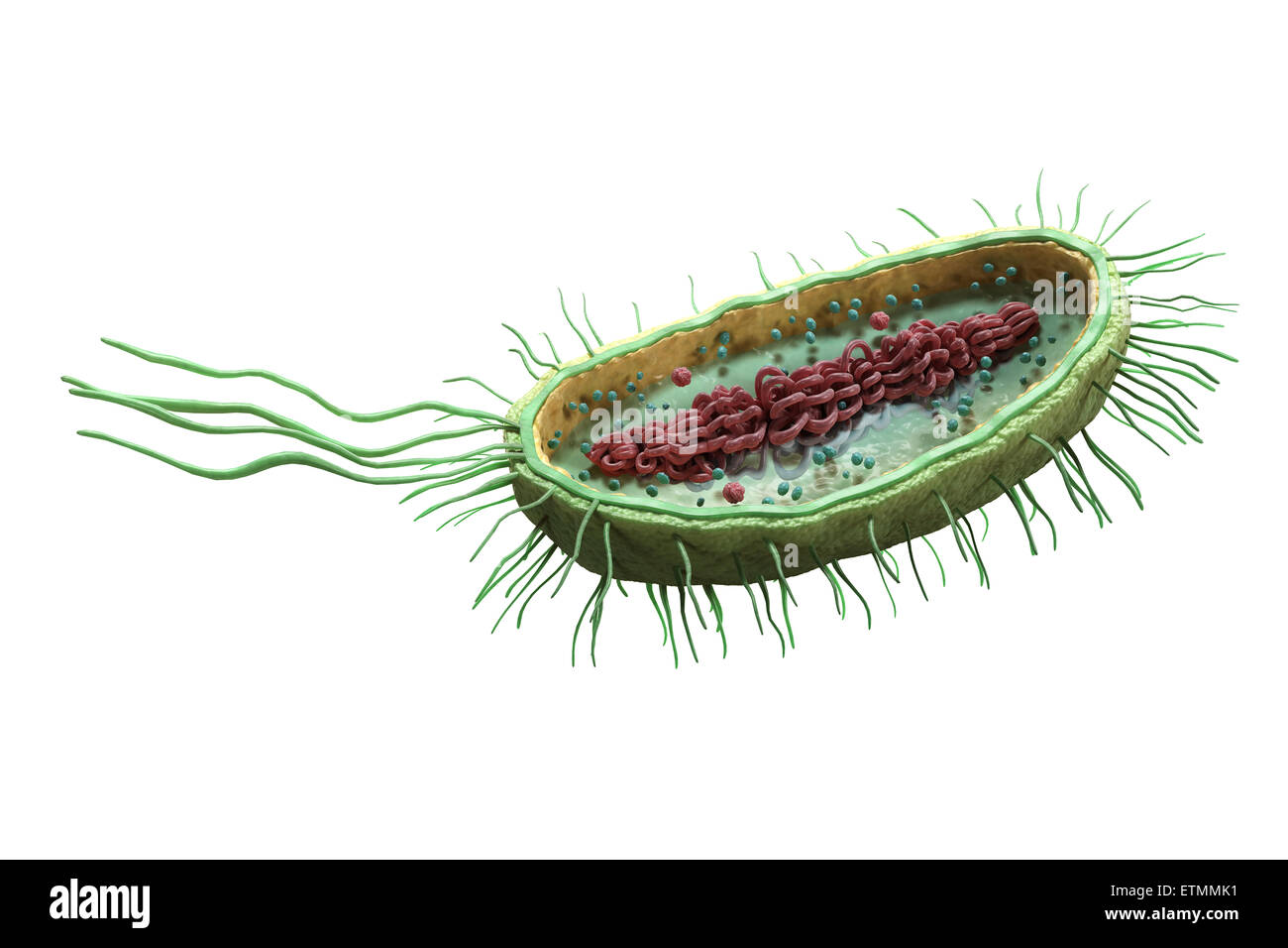 Sezione illustrazione di un batterio, che mostra la struttura interna. Foto Stock