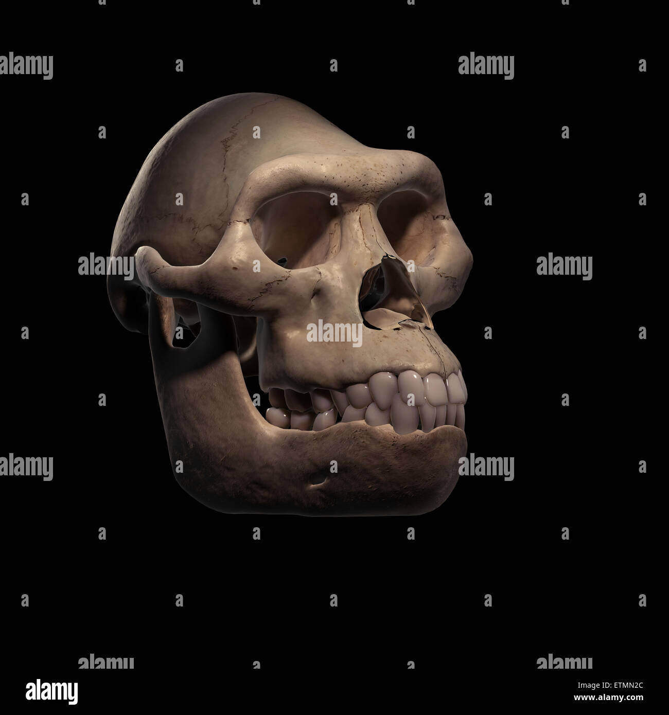 Illustrazione di un cranio Australopithecus. Australopithecus è un genere estinto di ominidi e inizio antenato di Homo Sapiens. Foto Stock
