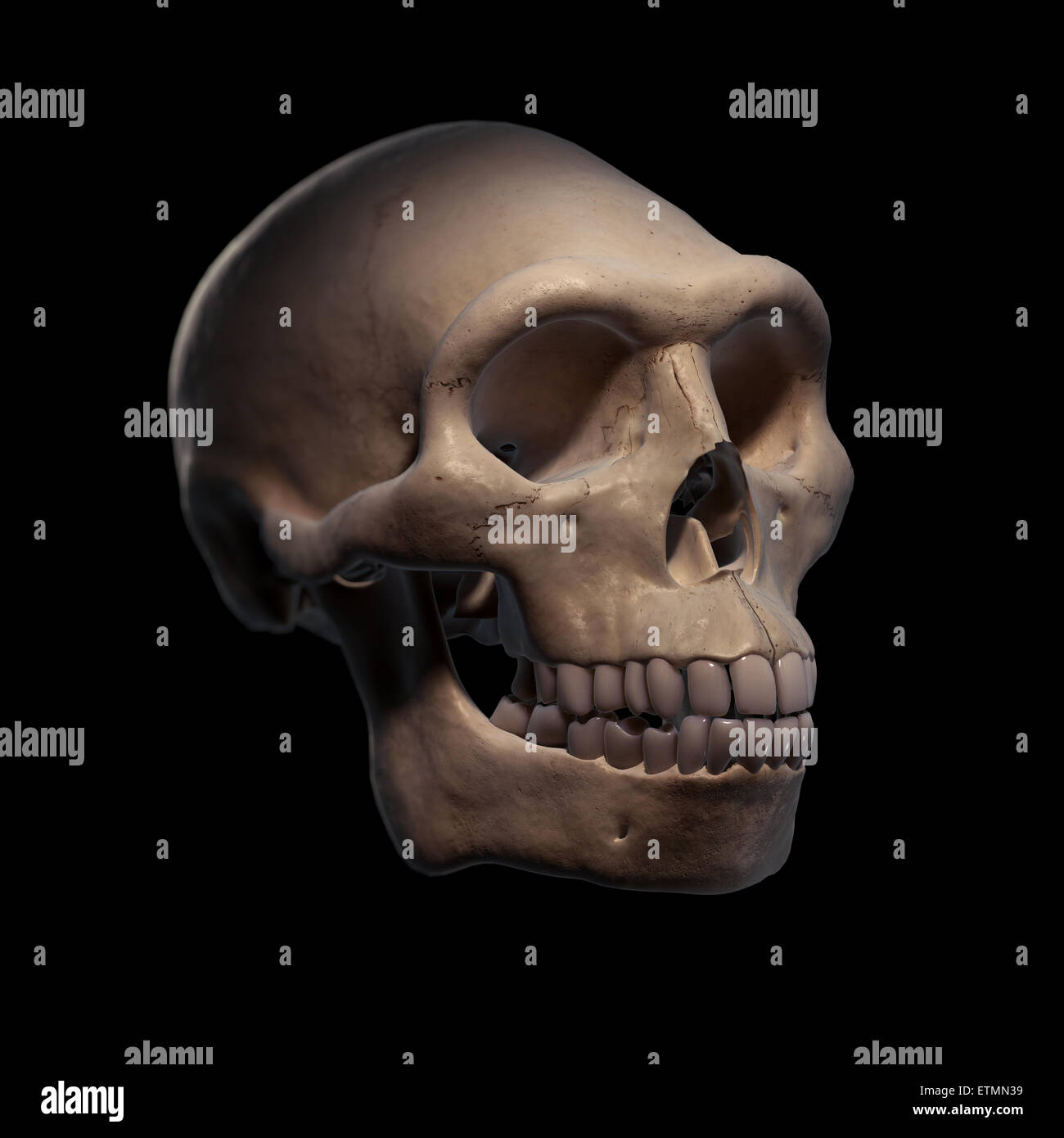 Illustrazione di un Homo Erectus cranio. Homo erectus è un genere estinto di ominidi e predecessore di Homo Sapiens. Foto Stock