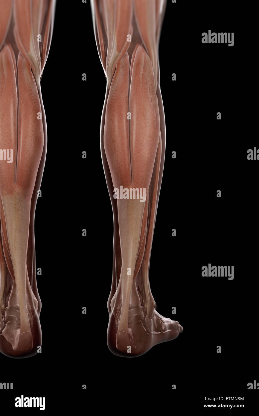 Illustrazione della muscolatura e la struttura dello scheletro della parte inferiore delle gambe, visibile attraverso la pelle. Foto Stock