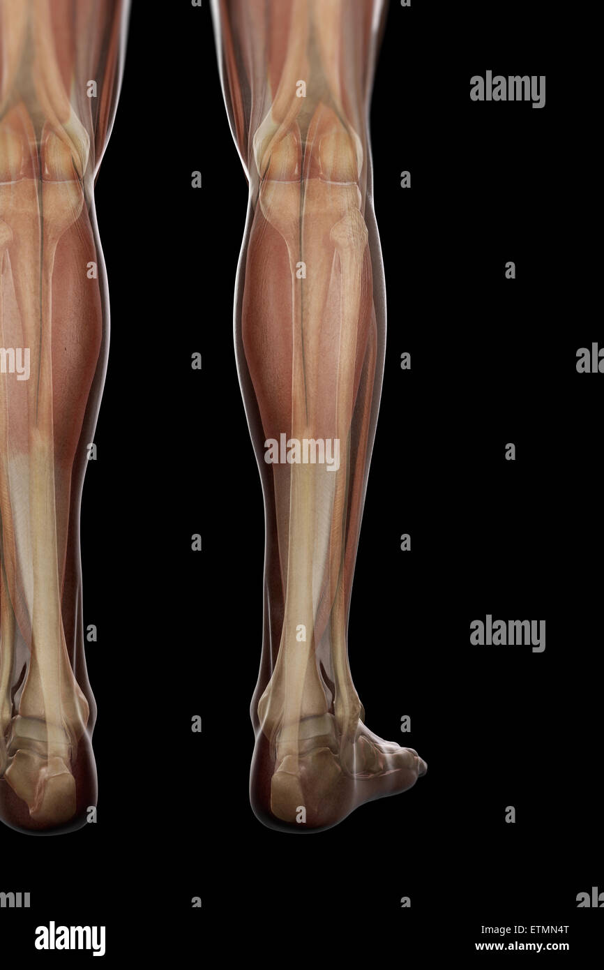 Illustrazione della muscolatura e la struttura dello scheletro della parte inferiore delle gambe, visibile attraverso la pelle. Foto Stock
