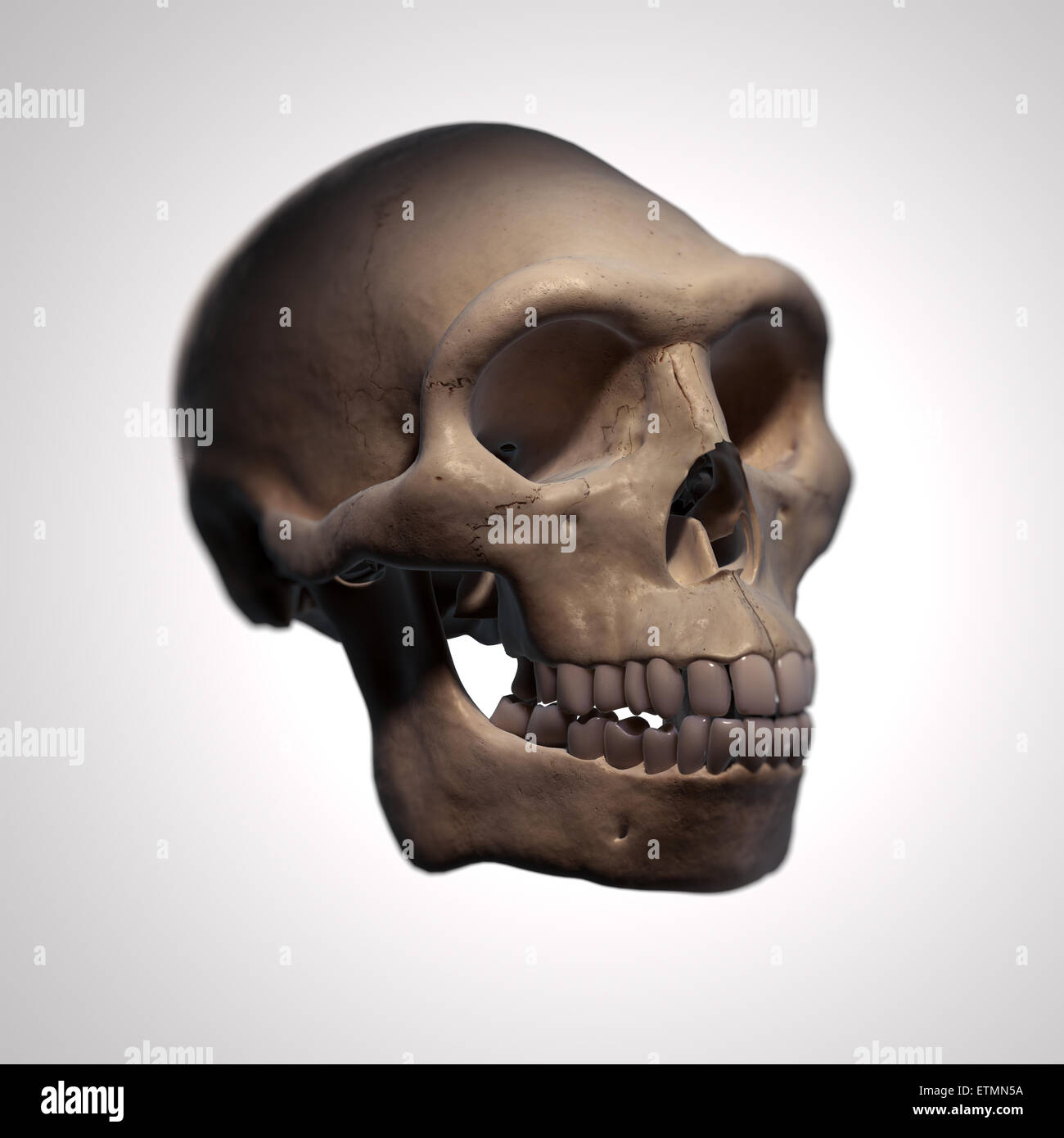 Illustrazione di un Homo Erectus cranio. Homo erectus è un genere estinto di ominidi e predecessore di Homo Sapiens. Foto Stock