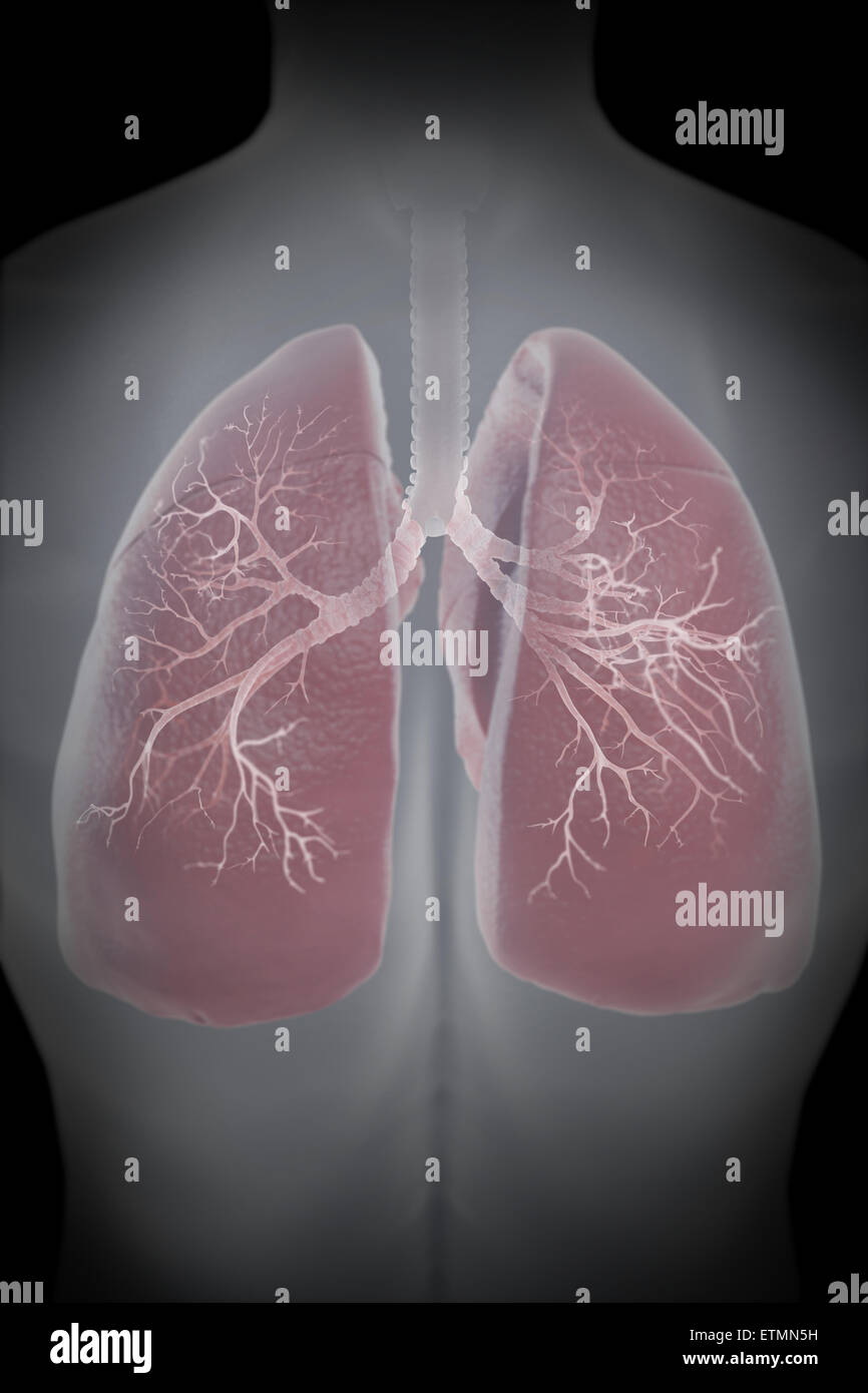 Illustrazione che mostra i polmoni entro il torace. Foto Stock