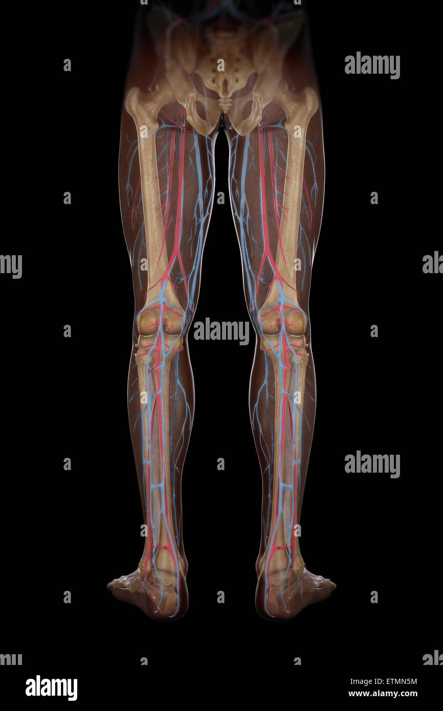 Illustrazione della alimentazione di sangue e struttura scheletrica delle gambe, visibile attraverso la pelle. Foto Stock