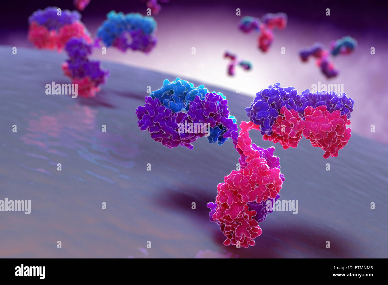 Illustrazione stilizzata di y-anticorpo sagomato 1IGT, parte del sistema immunitario umano. Foto Stock