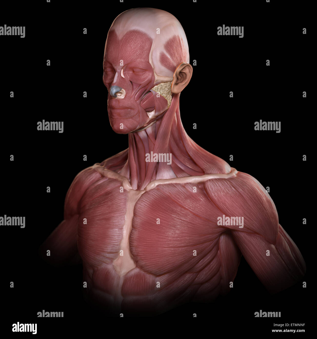Immagine concettuale dei muscoli del viso e corpo superiore. Foto Stock