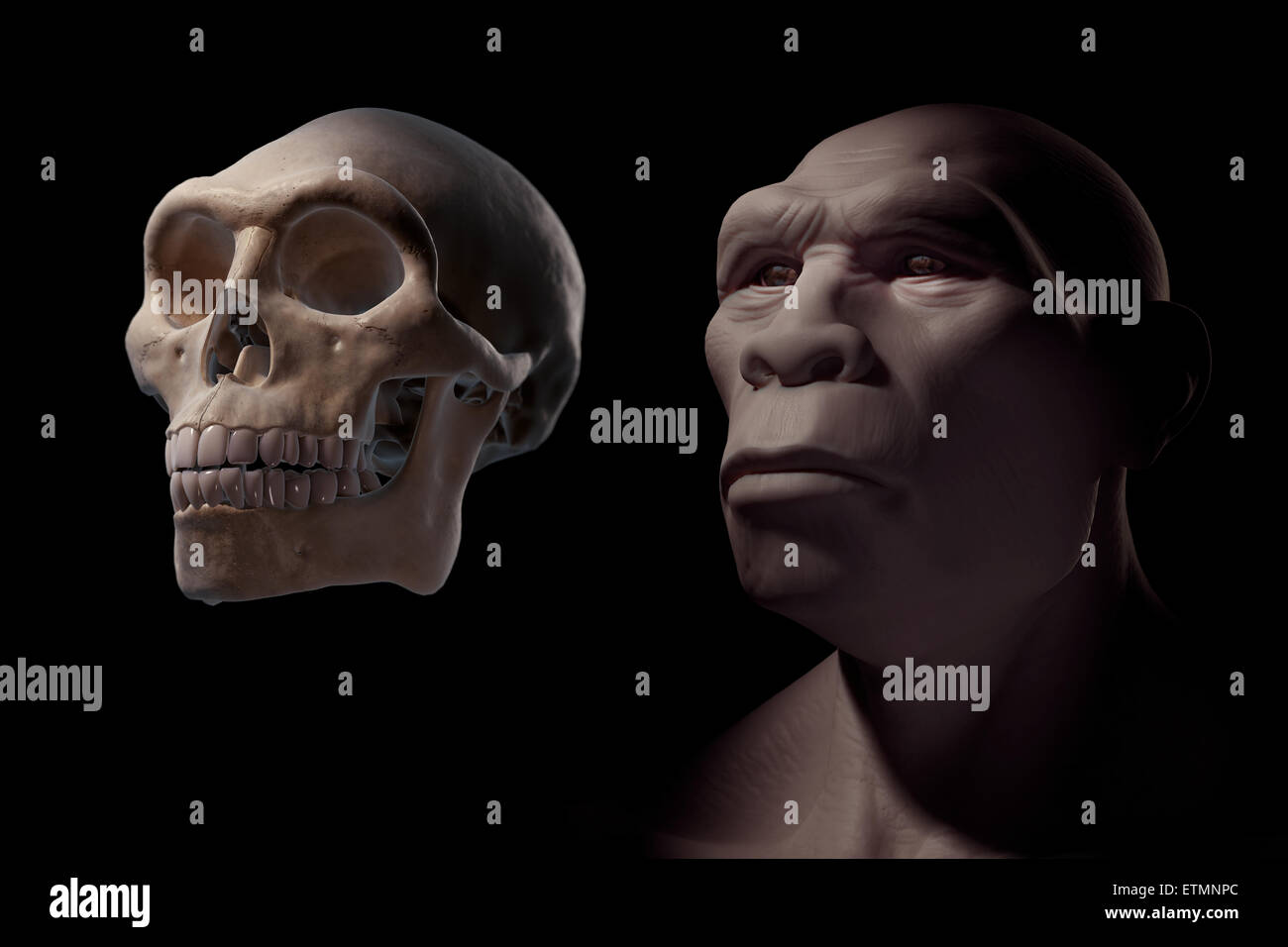 Rappresentazione di un Homo Erectus accanto a un Homo Erectus cranio per confronto. Homo erectus è un genere estinto di ominidi e predecessore di Homo Sapiens. Foto Stock