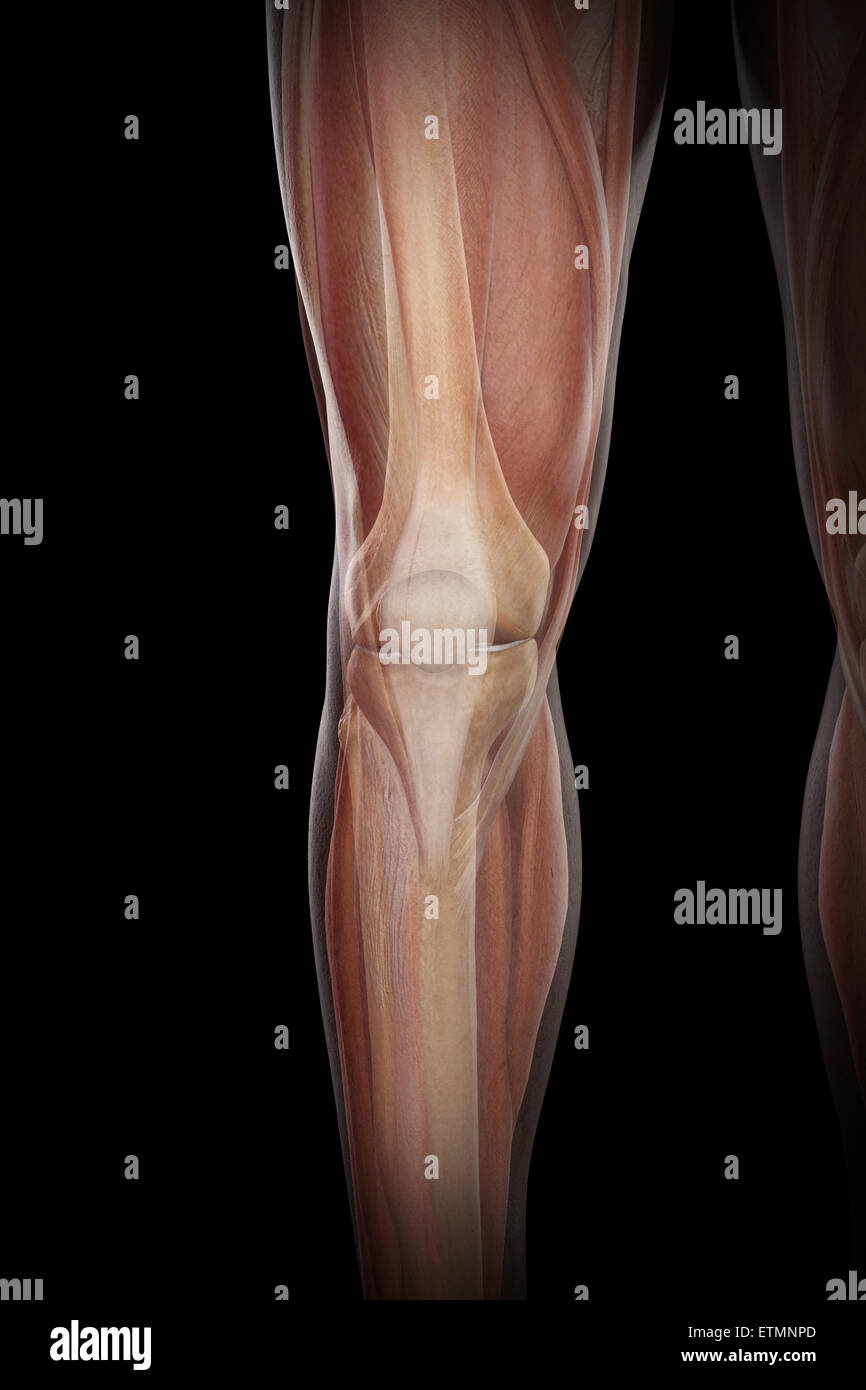 Illustrazione della muscolatura e la struttura dello scheletro della parte inferiore delle gambe, visibile attraverso la pelle. Foto Stock