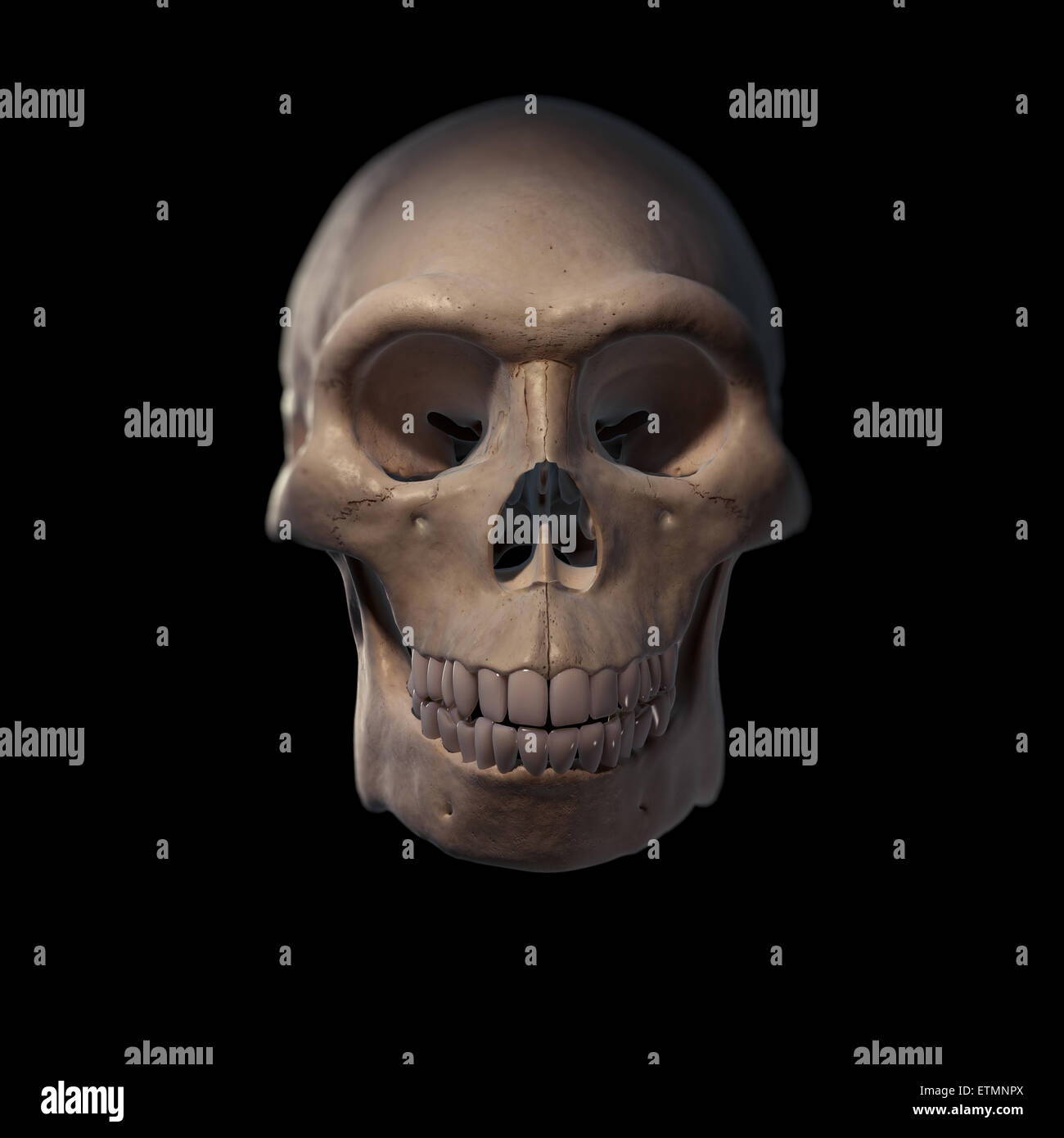 Illustrazione di un Homo Erectus cranio. Homo erectus è un genere estinto di ominidi e predecessore di Homo Sapiens. Foto Stock