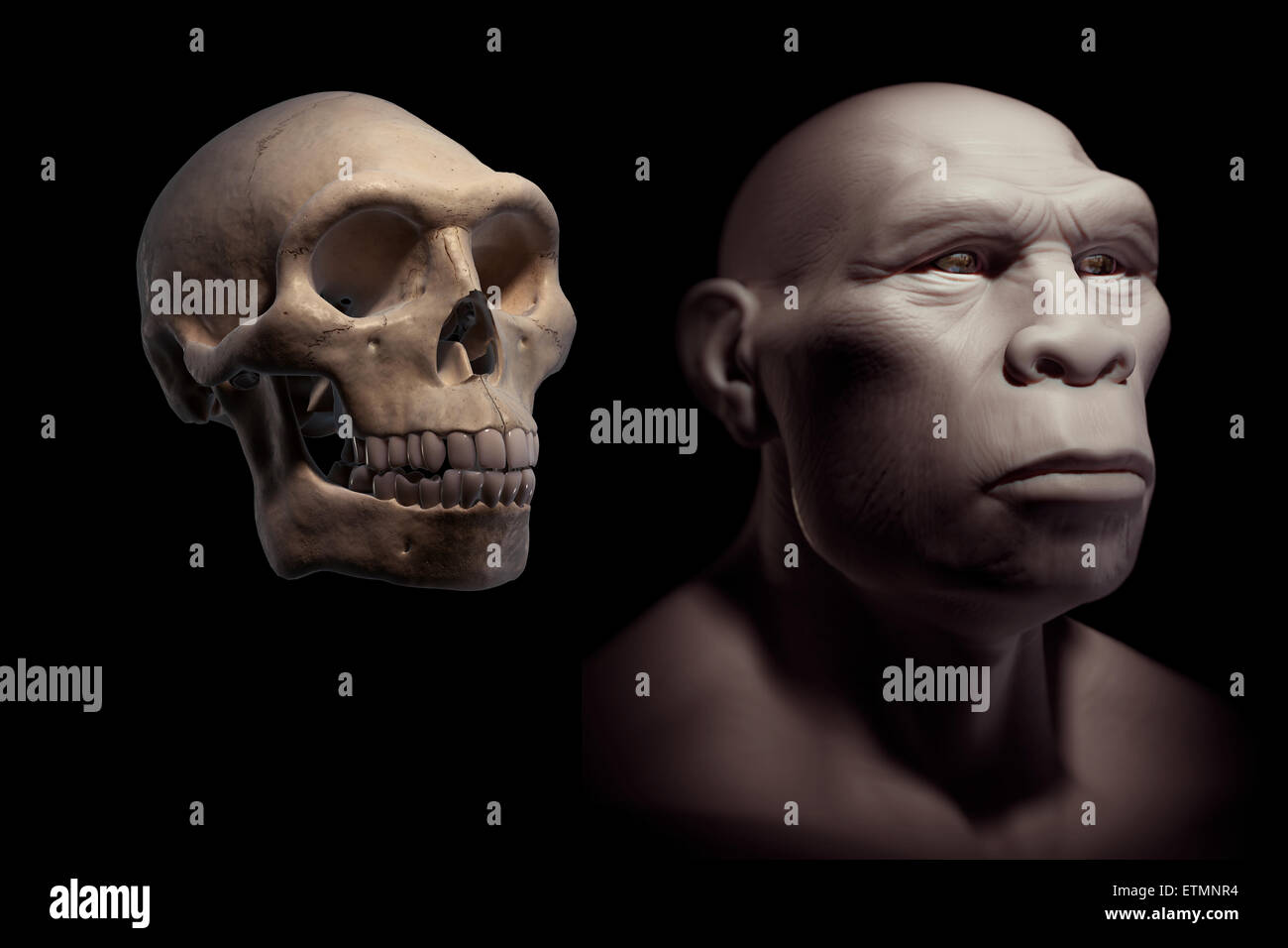 Rappresentazione di un Homo Erectus accanto a un Homo Erectus cranio per confronto. Homo erectus è un genere estinto di ominidi e predecessore di Homo Sapiens. Foto Stock