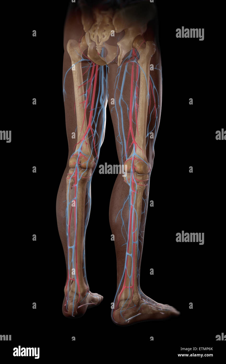 Illustrazione della alimentazione di sangue e struttura scheletrica delle gambe, visibile attraverso la pelle. Foto Stock