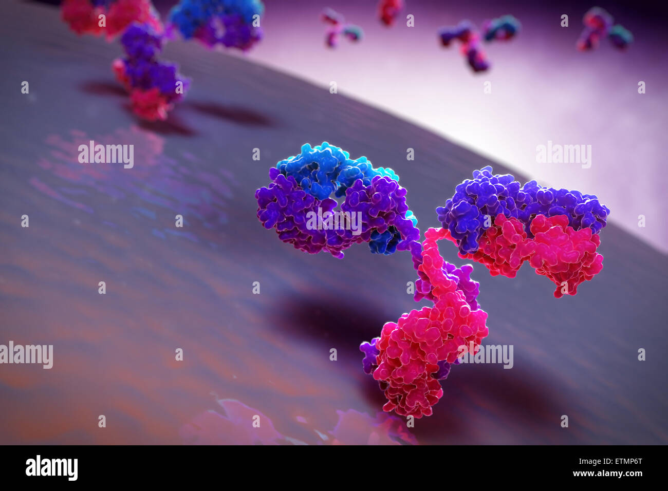 Illustrazione stilizzata di y-anticorpo sagomato 1IGT, parte del sistema immunitario umano. Foto Stock