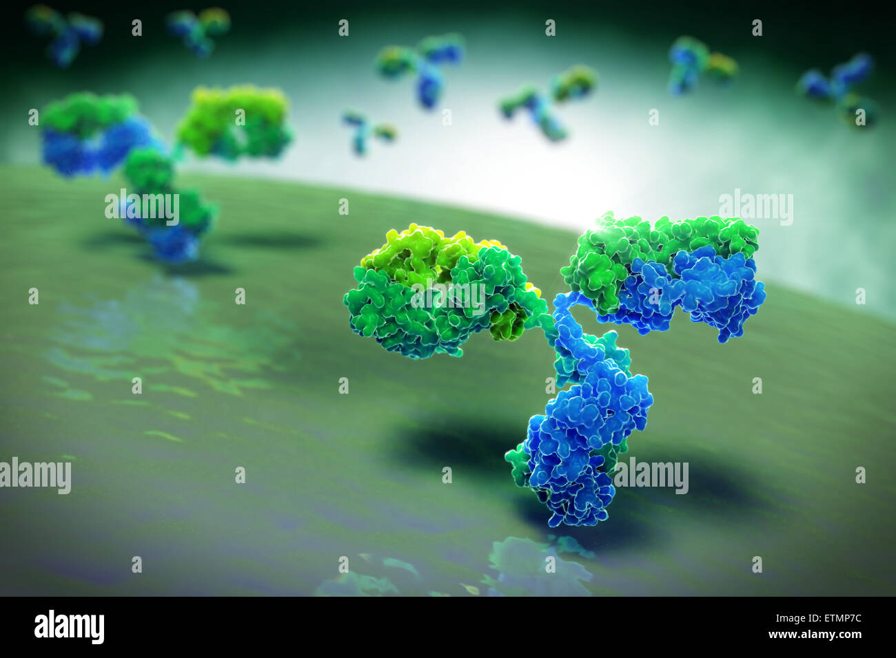 Illustrazione stilizzata di y-anticorpo sagomato 1IGT, parte del sistema immunitario umano. Foto Stock