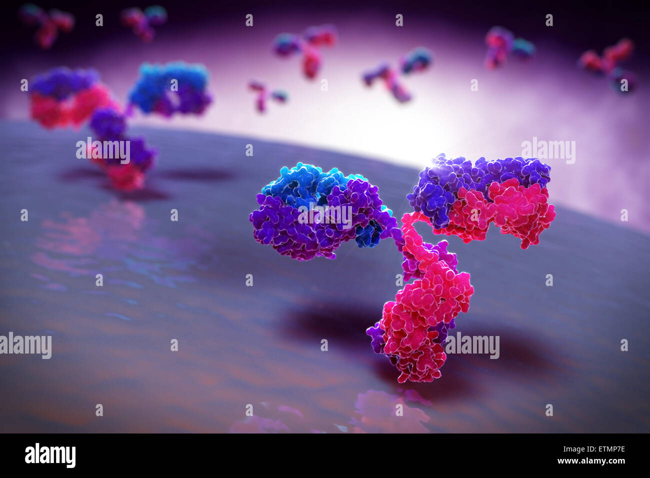 Illustrazione stilizzata di y-anticorpo sagomato 1IGT, parte del sistema immunitario umano. Foto Stock