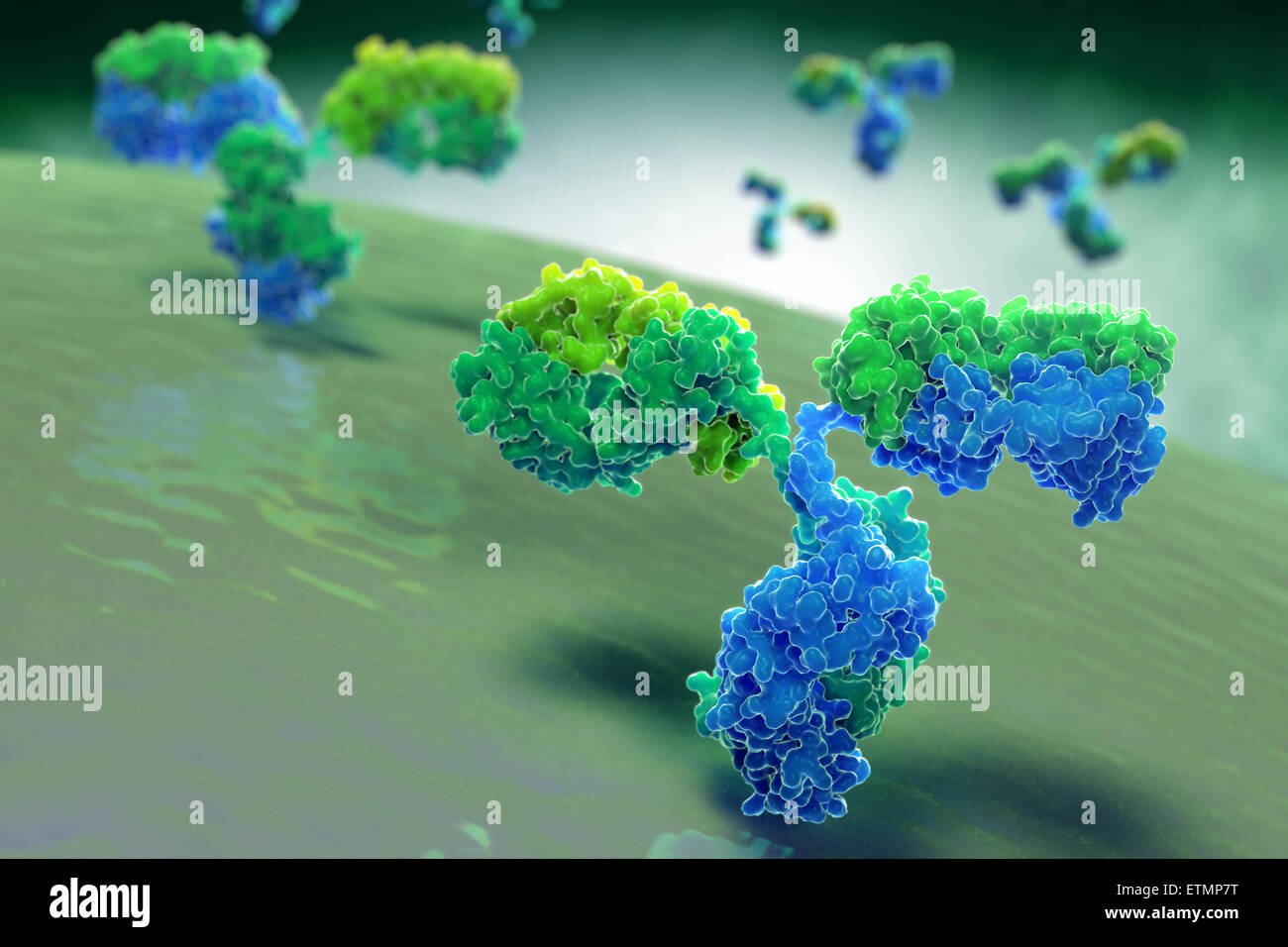 Illustrazione stilizzata di y-anticorpo sagomato 1IGT, parte del sistema immunitario umano. Foto Stock