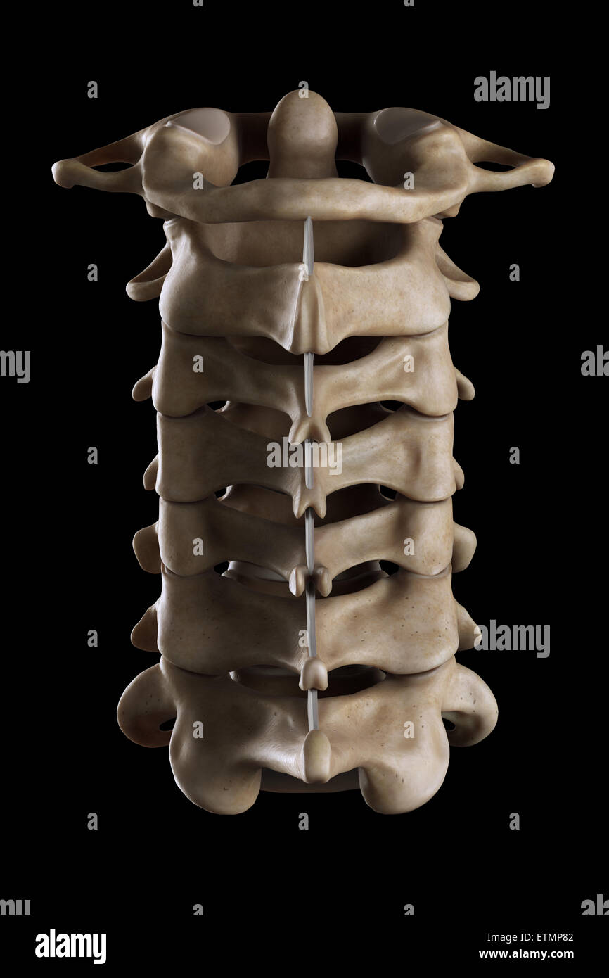 Illustrazione che mostra tutte le sette vertebre cervicali. Foto Stock