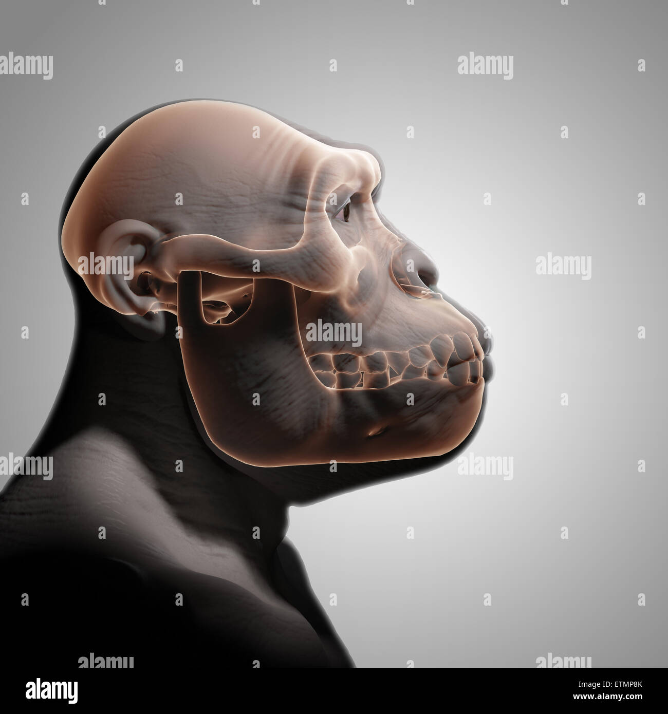 Rappresentazione di un Australopithecus con cranio visibile in situ. Australopithecus è un genere estinto di ominidi e inizio antenato di Homo Sapiens. Foto Stock