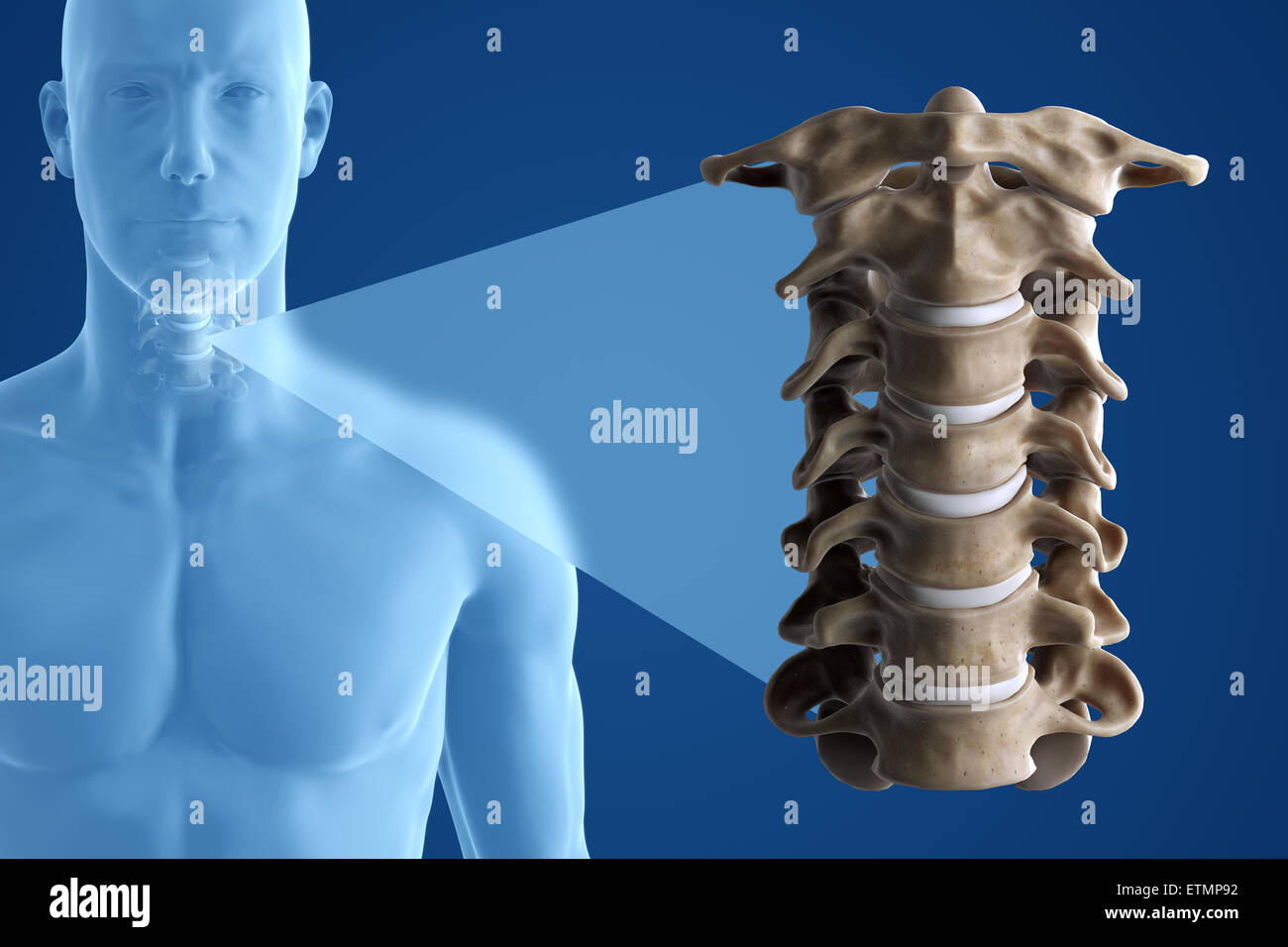 Stilizzata illustrazione che mostra le vertebre del collo in situ, con una  ridotta sezione per mostrare le vertebre cervicali più in dettaglio Foto  stock - Alamy