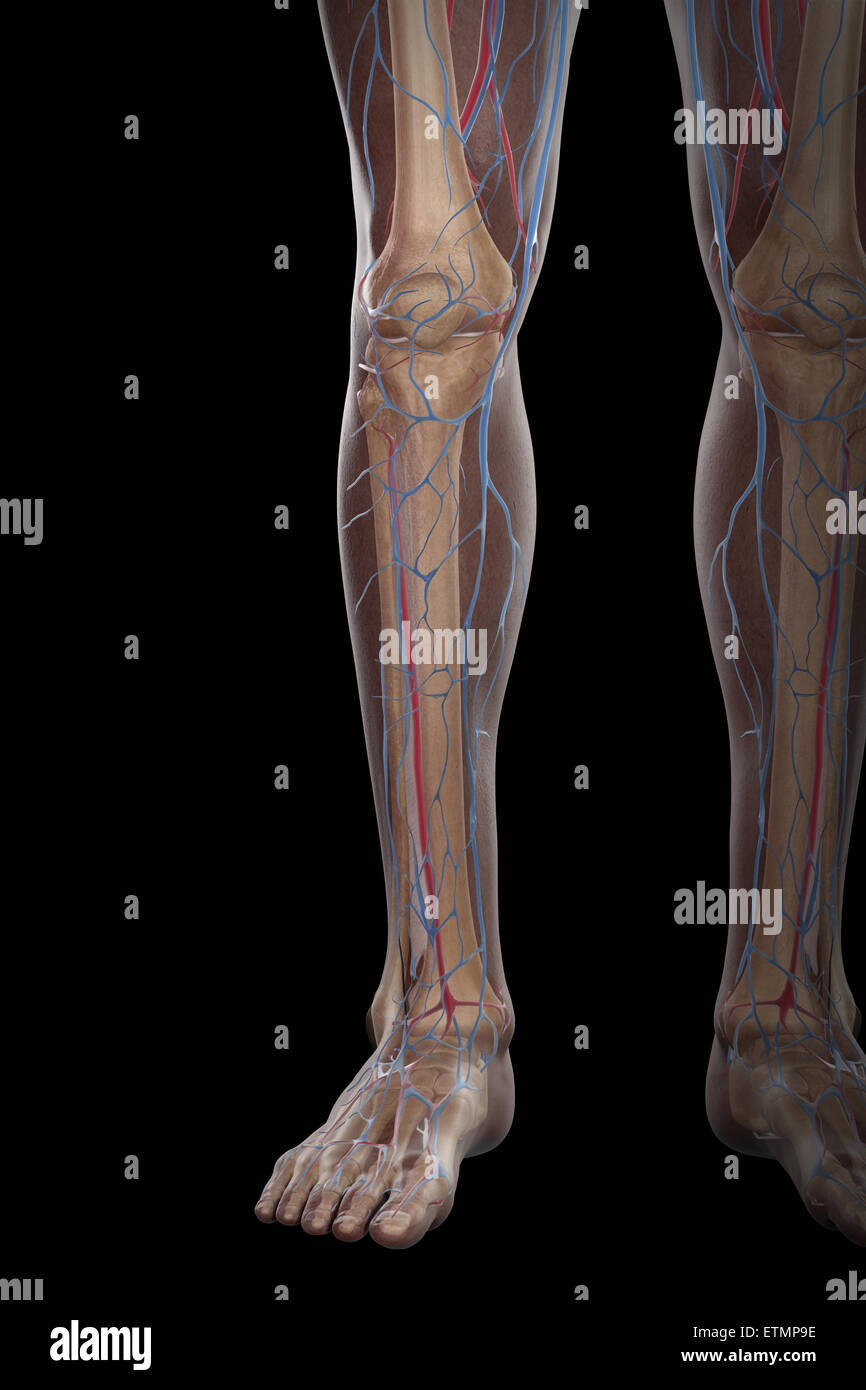 Illustrazione della alimentazione di sangue e la struttura dello scheletro della parte inferiore delle gambe, visibile attraverso la pelle. Foto Stock