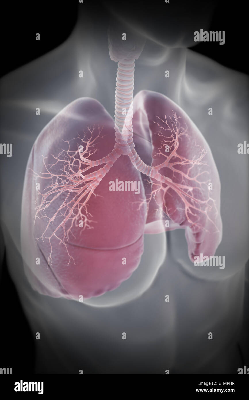 Illustrazione che mostra i polmoni entro il torace. Foto Stock