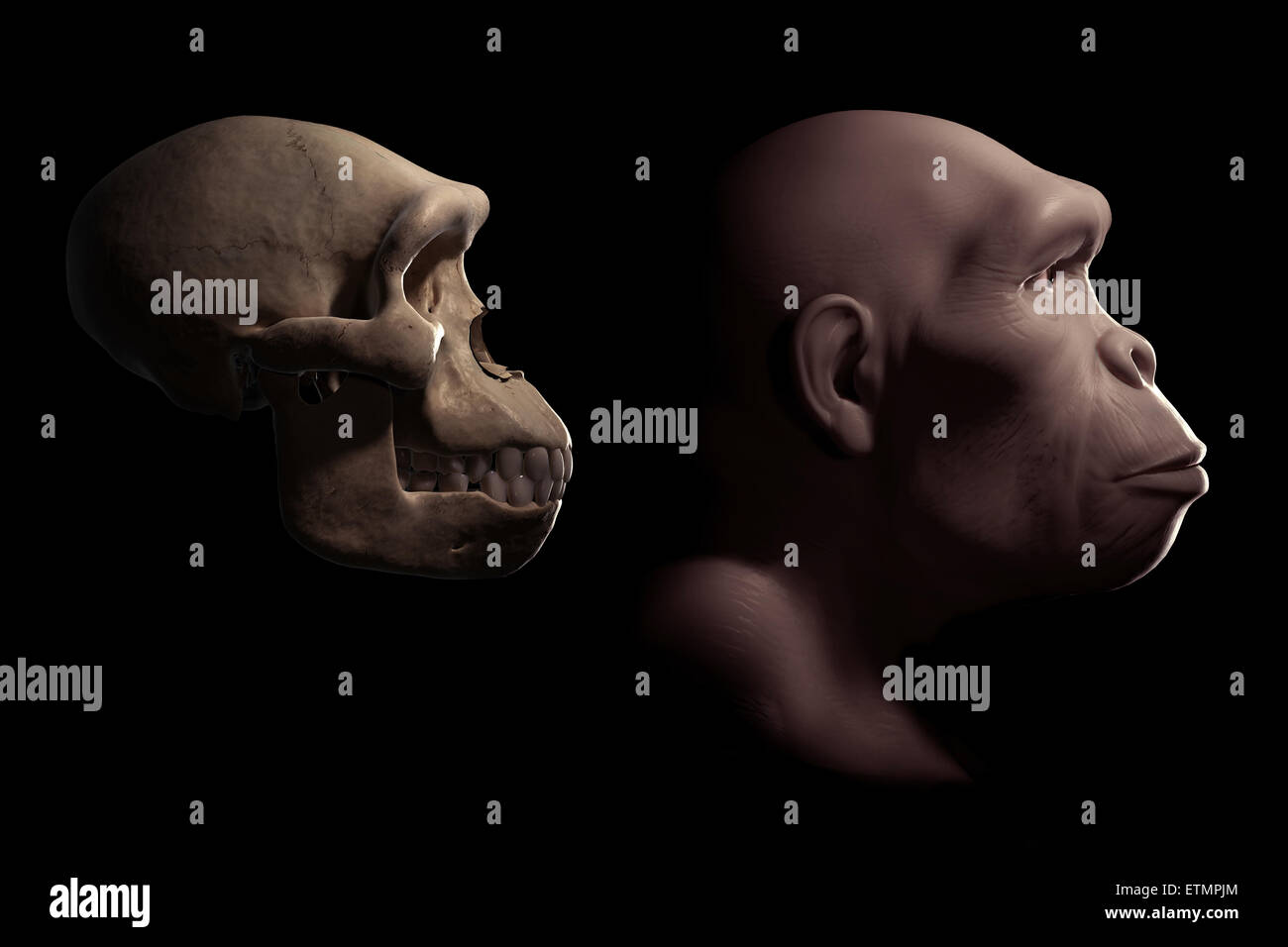 Rappresentazione di un Homo habilis accanto a un Homo habilis cranio per confronto. Homo habilis è un genere estinto di ominidi e predecessore di Homo Sapiens. Foto Stock