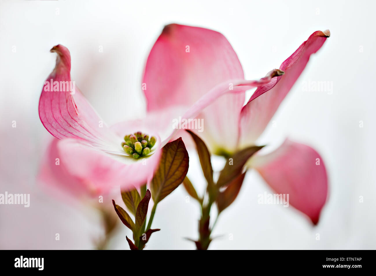 Close up sanguinello petali Foto Stock