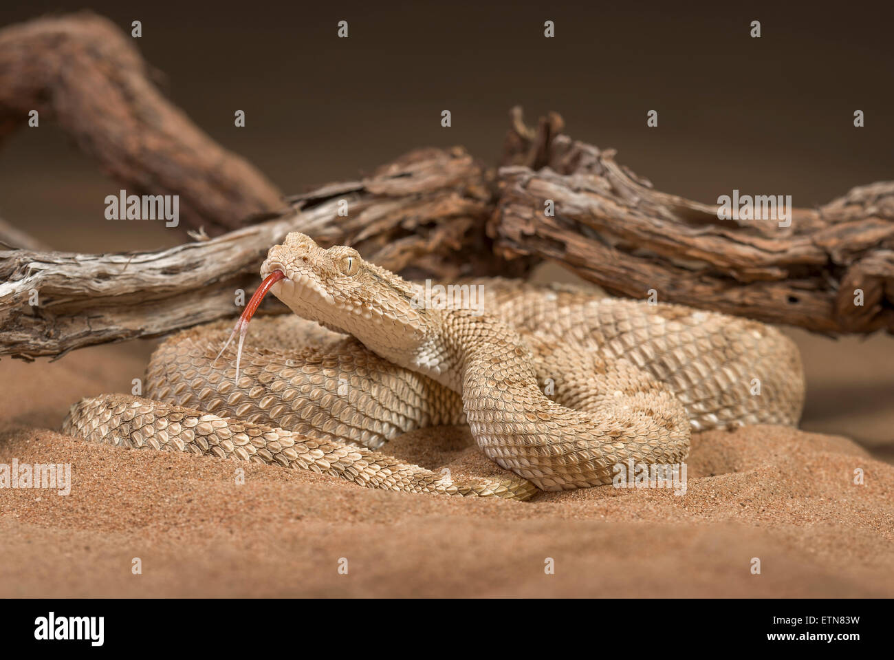 Deserto arabico vipera cornuta (Cerastes gasperettii), Sharjah Emirati arabi uniti Foto Stock