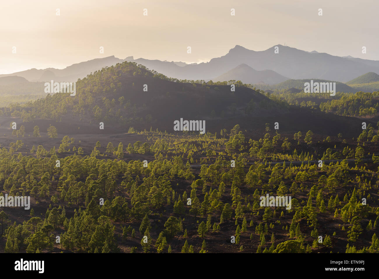 Tree ricoperta paesaggio vulcanico, Santiago del Teide, Isole Canarie, Spagna Foto Stock