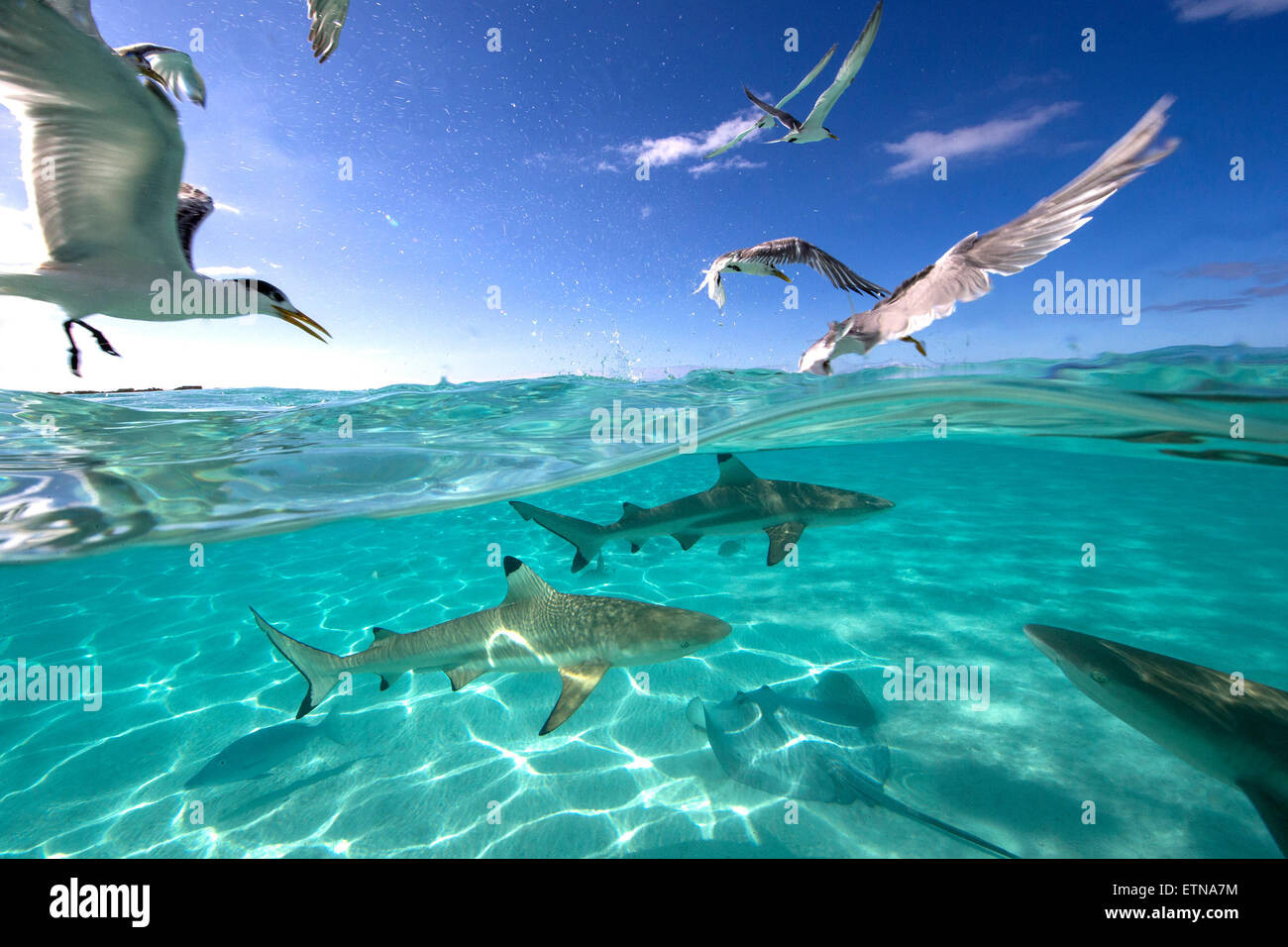 Frenesia con uccelli, raggi e punta nera squali, Tahiti, Polinesia Francese Foto Stock