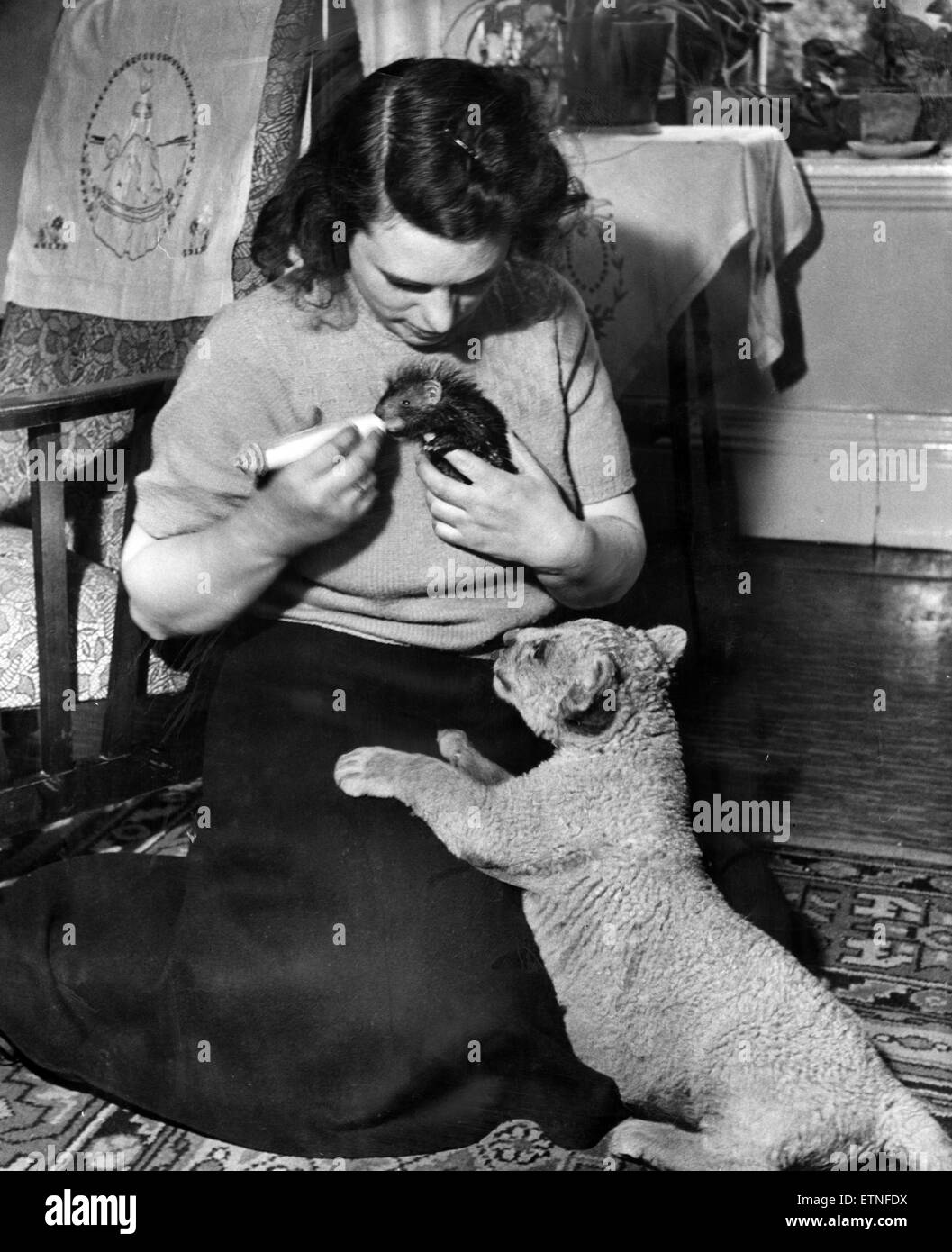 Muriel Mottershead, Supervisore presso lo Zoo di Chester, anche figlia del fondatore George Mottershead, raffigurato con animali, 19 giugno 1950. Foto Stock