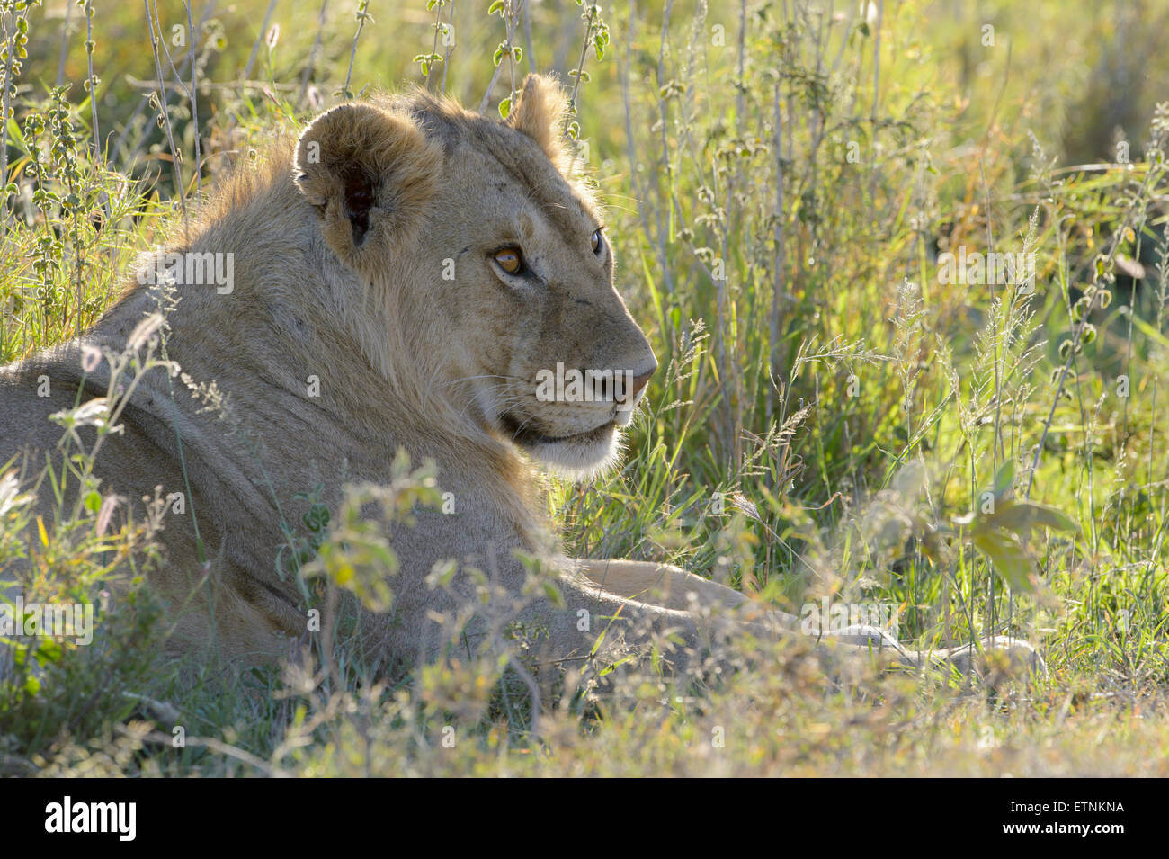 Giovane maschio Lion (Panthera leo) ritratto con retroilluminazione, Serengeti National Park, Tanzania. Foto Stock