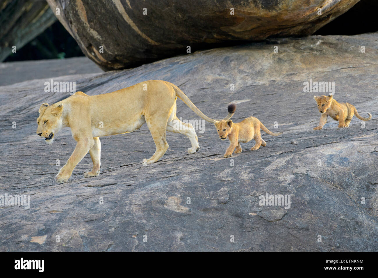 Leonessa (Panthera leo) camminando su un koppie con due cuccioli seguenti, Serengeti National Park, Tanzania. Foto Stock