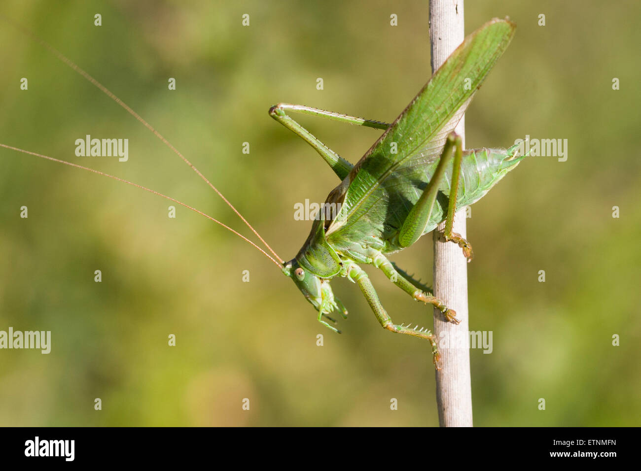 Grande macchia verde-cricket - Tettigonia viridissima. Maschio Foto Stock