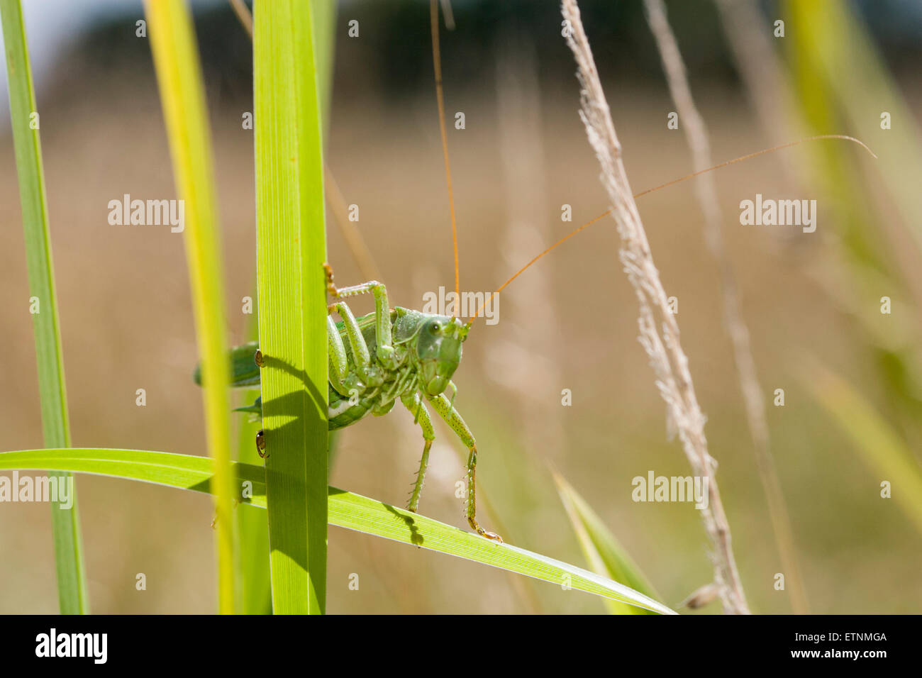 Grande macchia verde-cricket - Tettigonia viridissima. Maschio Foto Stock