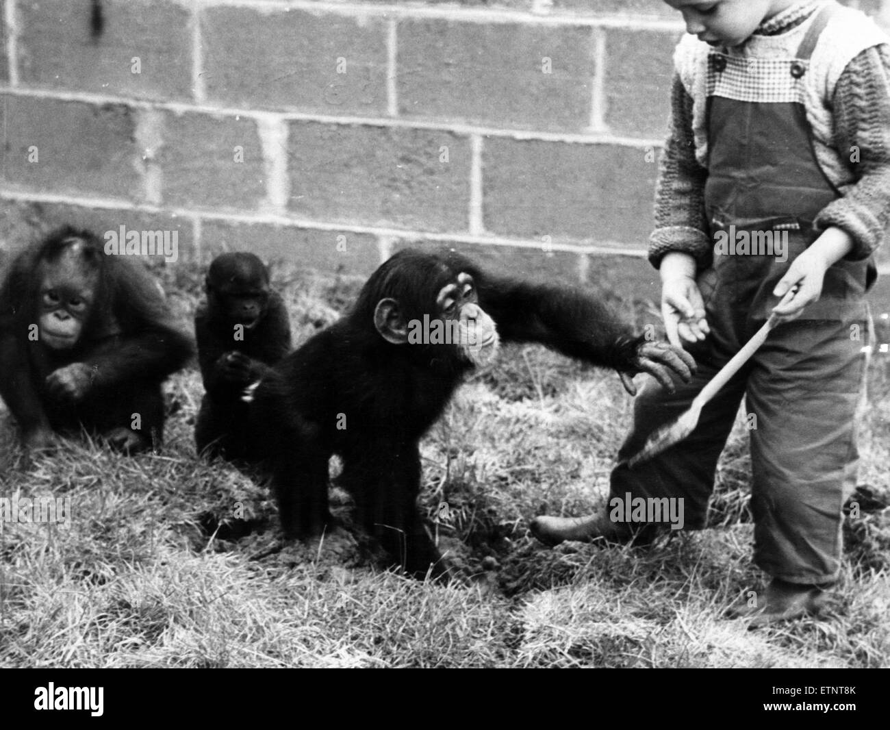 Bambini che giocano con le scimmie presso lo Zoo di Chester, 16 maggio 1960. Robert McCann, nipote di George Mottershead, direttore presso lo Zoo di Chester, giocando con Maria, un bambino scimpanzé, un baby orang-utang e wooly scimmia. Foto Stock