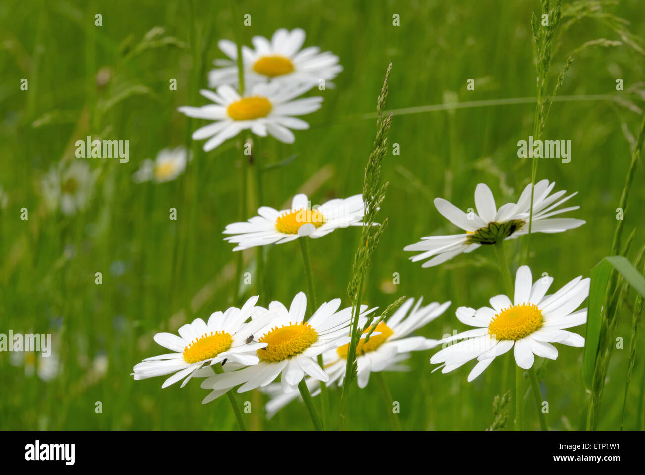Oxeye daisy (Leucanthemum vulgare) fiori in erba verde Foto Stock