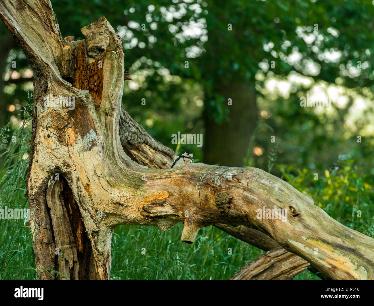 British Wildlife, Picchio rosso maggiore rovistando nel bosco naturale impostazione. Foto Stock
