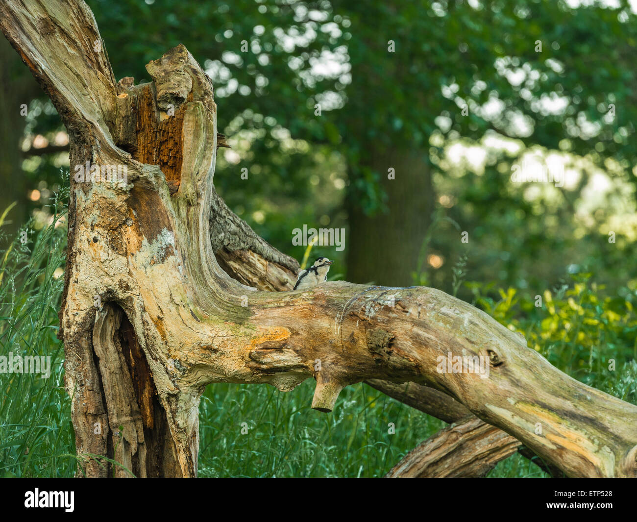British Wildlife, Picchio rosso maggiore rovistando nel bosco naturale impostazione. Foto Stock