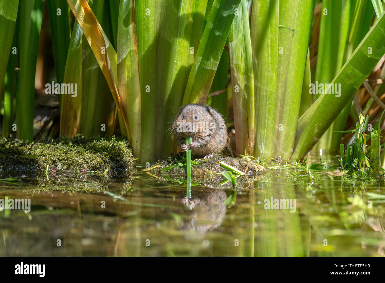 Acqua vole (Arvicola terrestris) mangiare vegetazione su una banca di flusso. Foto Stock