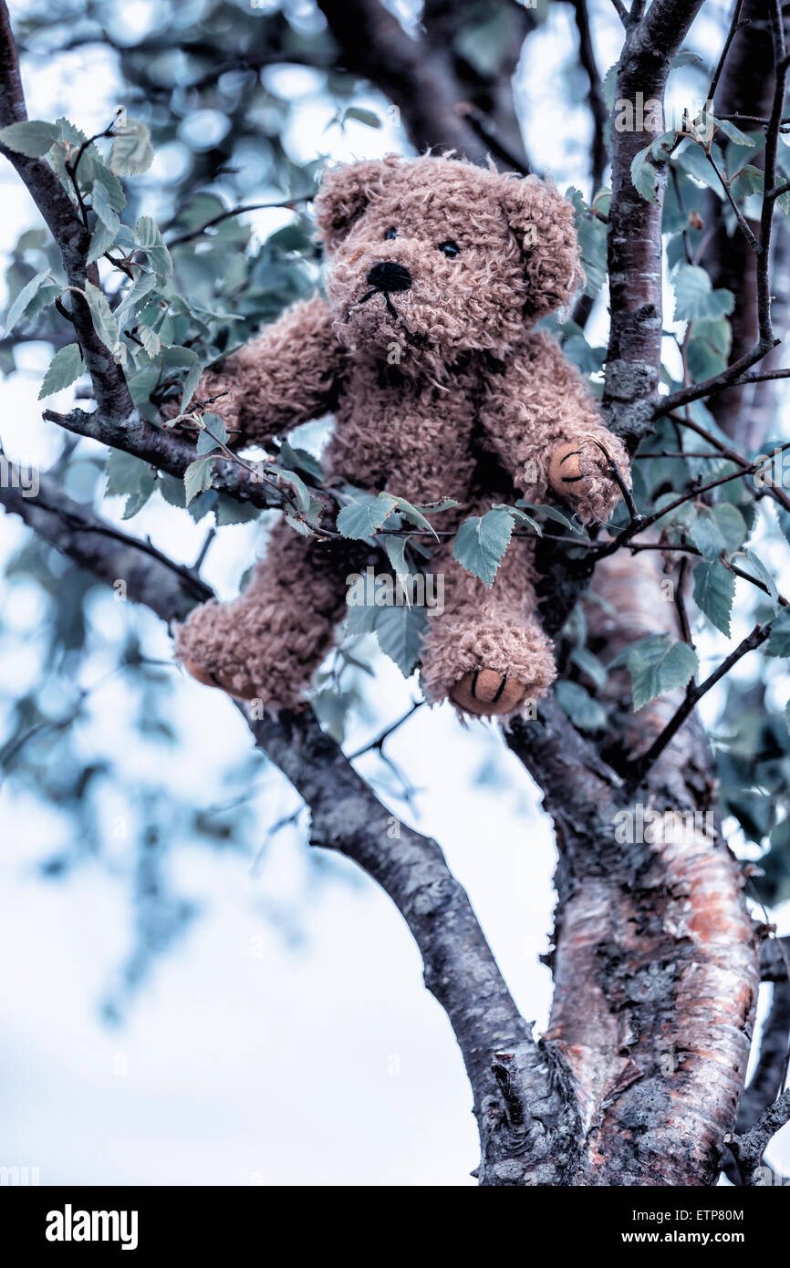 Un orsacchiotto è appeso a un albero Foto Stock