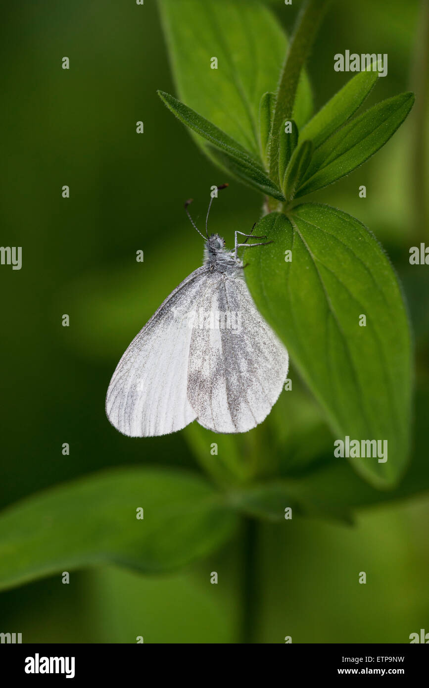 Legno bianco (Leptidea sinapis). Il lato inferiore della femmina. Foto Stock